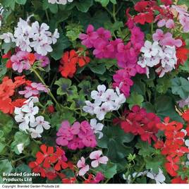 Geranium GeRainbow™ Mixed