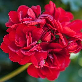 Geranium Red Polly