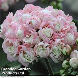 Geranium Appleblossom Rosebud