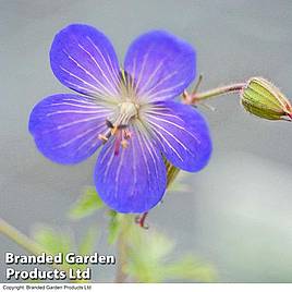 Geranium Johnsons Blue