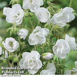 Geranium pratense var. pratense f. albiflorum Laura