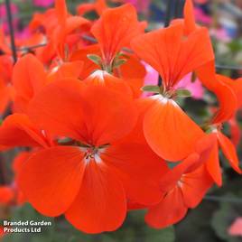 Geranium Antik Orange