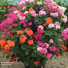 Geranium Antik Collection