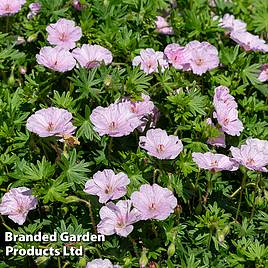 Geranium sanguineum Appleblossom