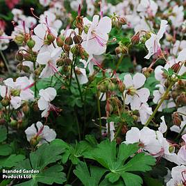 Geranium cantabrigiense Biokovo