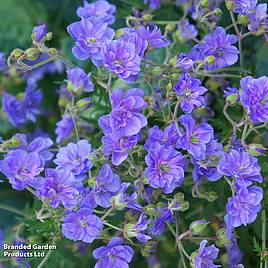 Geranium himalayense Birch Double