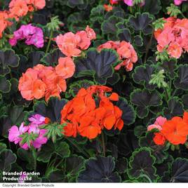 Geranium Black Velvet Mix