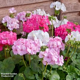Geranium Jackpot Candyfloss Mix