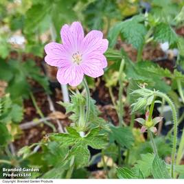 Geranium oxonianum Claridge Druce