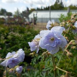 Geranium pratense Cloud Nine