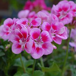 Geranium Flower Fairy Pink Splash