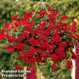 Geranium Grandeur Power Red