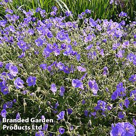 Geranium himalayense Gravetye