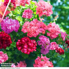 Geranium Great Balls of Fire Collection