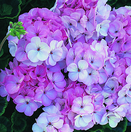 Geranium Horizon F1 Appleblossom