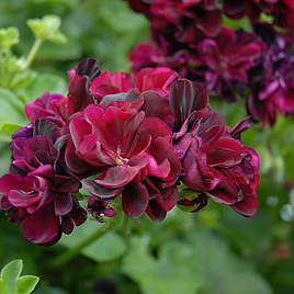 Geranium Rosebud Tommy