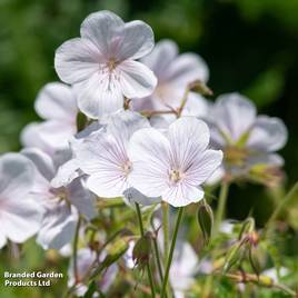 Geranium clarkei Kashmir White