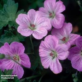 Geranium x riversleaianum Mavis Simpson