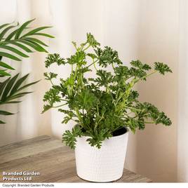 Geranium graveolens Mosquito Fighter