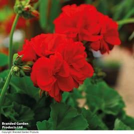 Geranium Octavia Hill