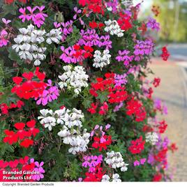 Geranium peltatum Trio