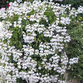 Geranium peltatum White