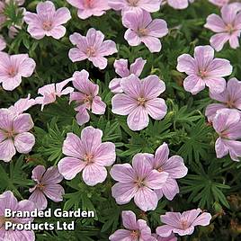 Geranium sanguineum Pink Pouffe