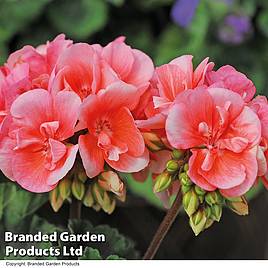 Geranium Giant Salmon Princess