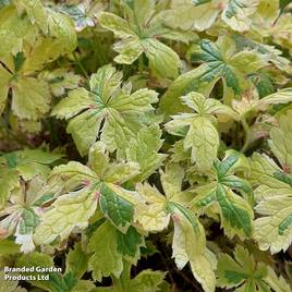 Geranium oxonianum Spring Fling