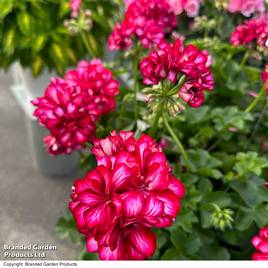 Geranium Great Balls of Fire Stars and Stripes
