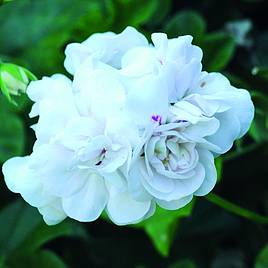 Geranium White Pearl