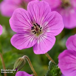 Geranium wallichianum Kelly-Anne