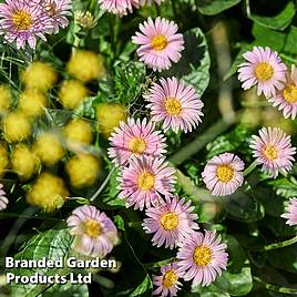 Gerbera garvinea Cheeky Pink