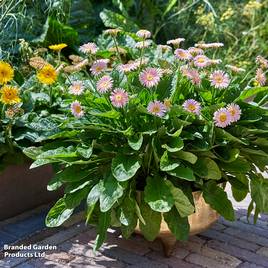 Gerbera garvinea Cheeky Pink