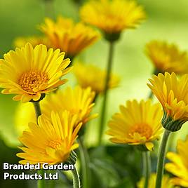 Gerbera garvinea Cheeky Yellow