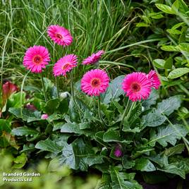 Gerbera Garvinea Sweet Sparkle