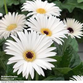 Gerbera Garvinea Sweet Frosting