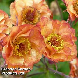 Geum Alabama Slammer
