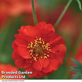 Geum Blazing Sunset