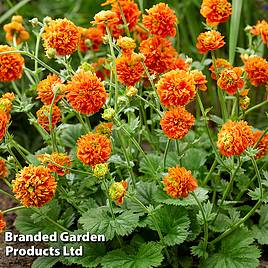 Geum Orange Pumpkin