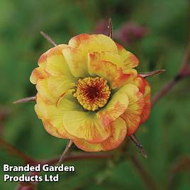 Geum Tequila Sunrise