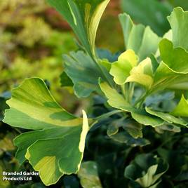 Ginkgo biloba Mariken