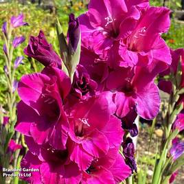 Gladioli Mystic Magenta