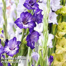 Gladiolus Tango