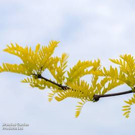 Gleditsia triacanthos Sunburst (Mature Tree)