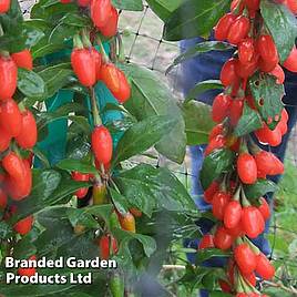 Goji Berry Big Lifeberry