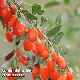 Goji Berry No.1 Lifeberry