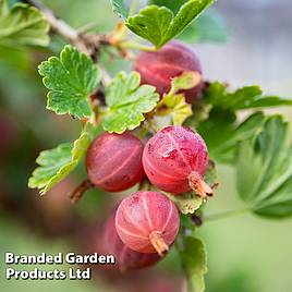 Gooseberry Xenia