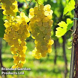 Grape Chasselas Doré