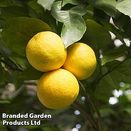 Grapefruit Plant